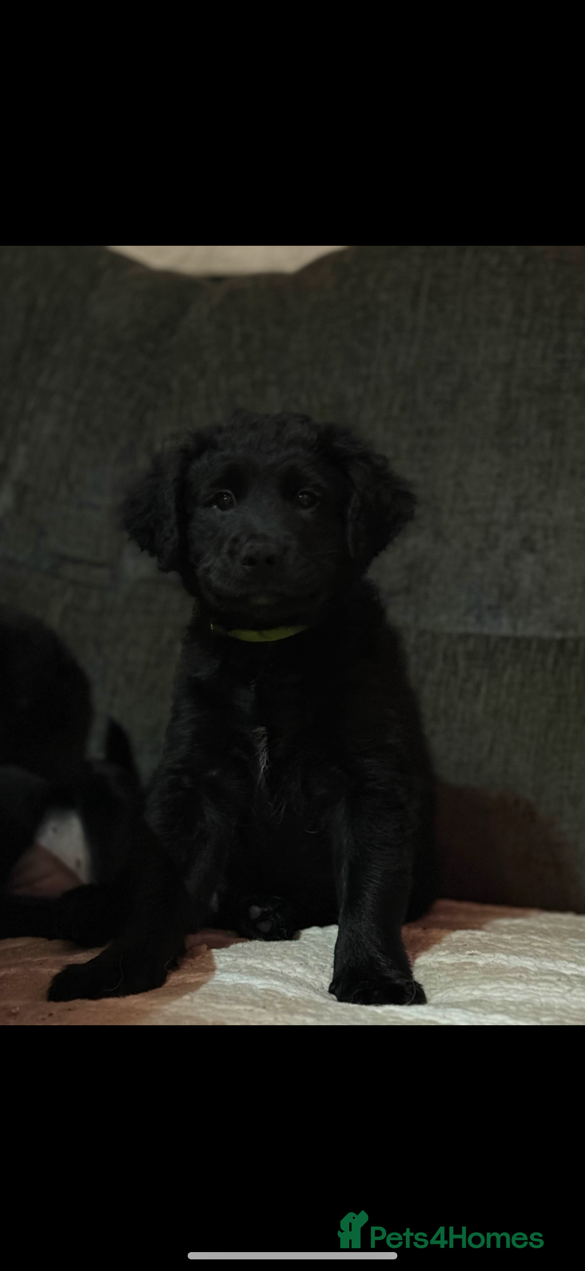 Goldador dogs READY NOW - Goldador Miniature Puppies - Advert 6