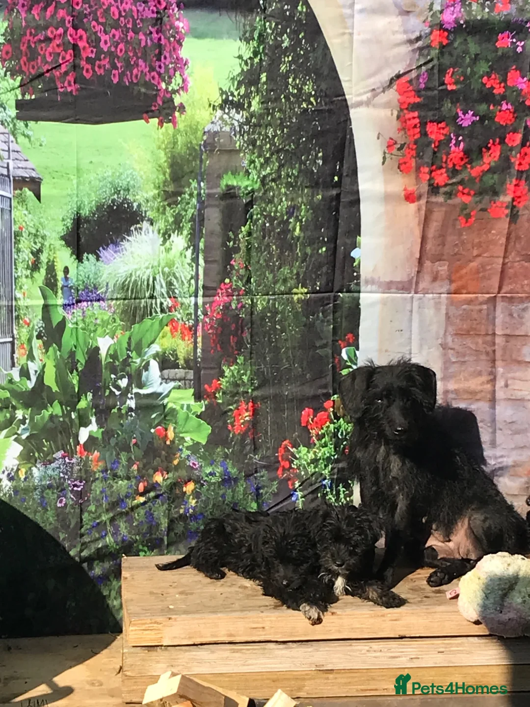 Mixed Breed dogs for sale: Mixed terrier puppies  - Advert 10