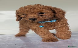 Miniature Poodle dogs for sale: Red miniature poodle puppies!! in Stafford - Image 4