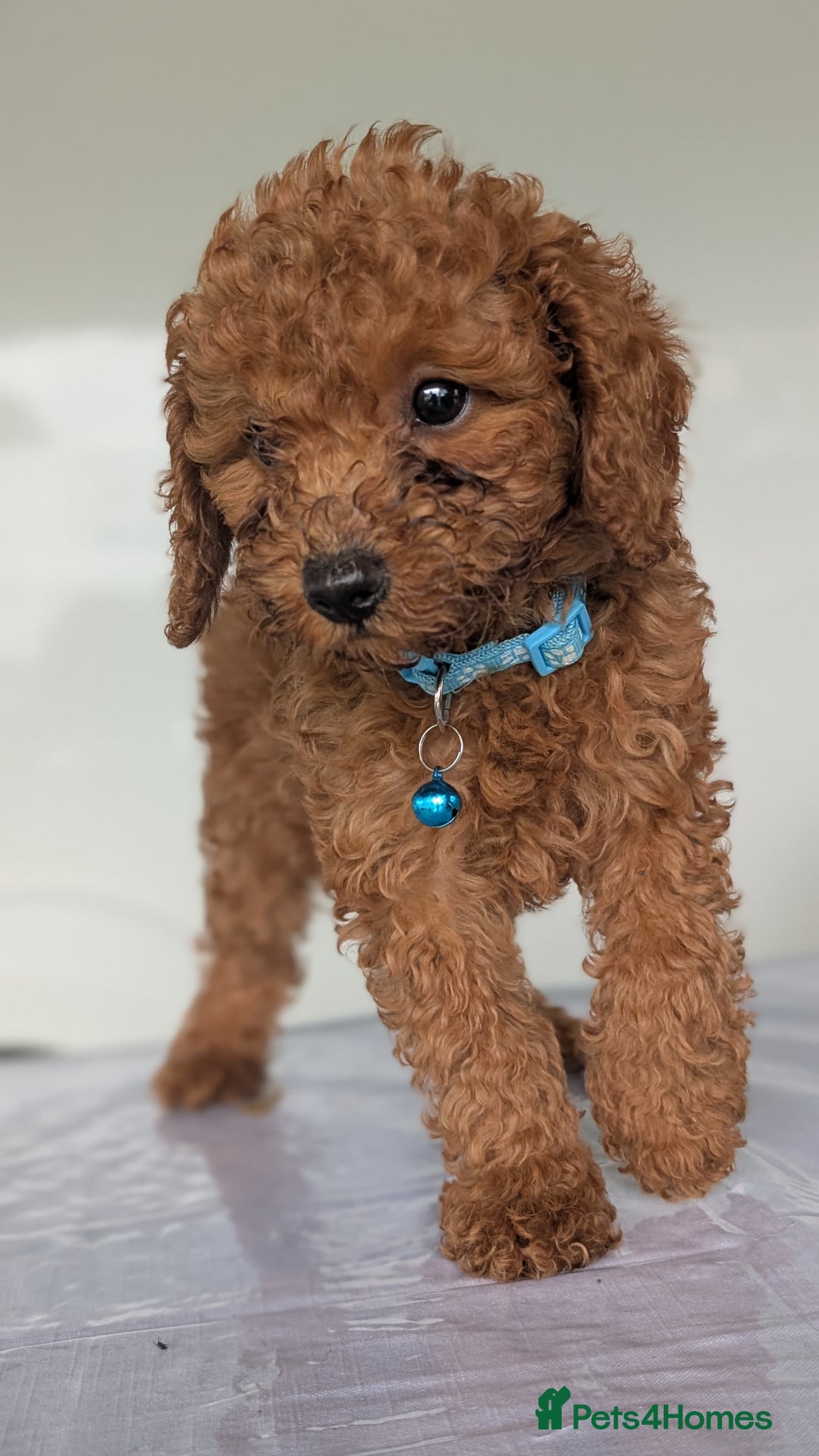 Miniature Poodle dogs for sale: Red miniature poodle puppies!! in Stafford - Image 4
