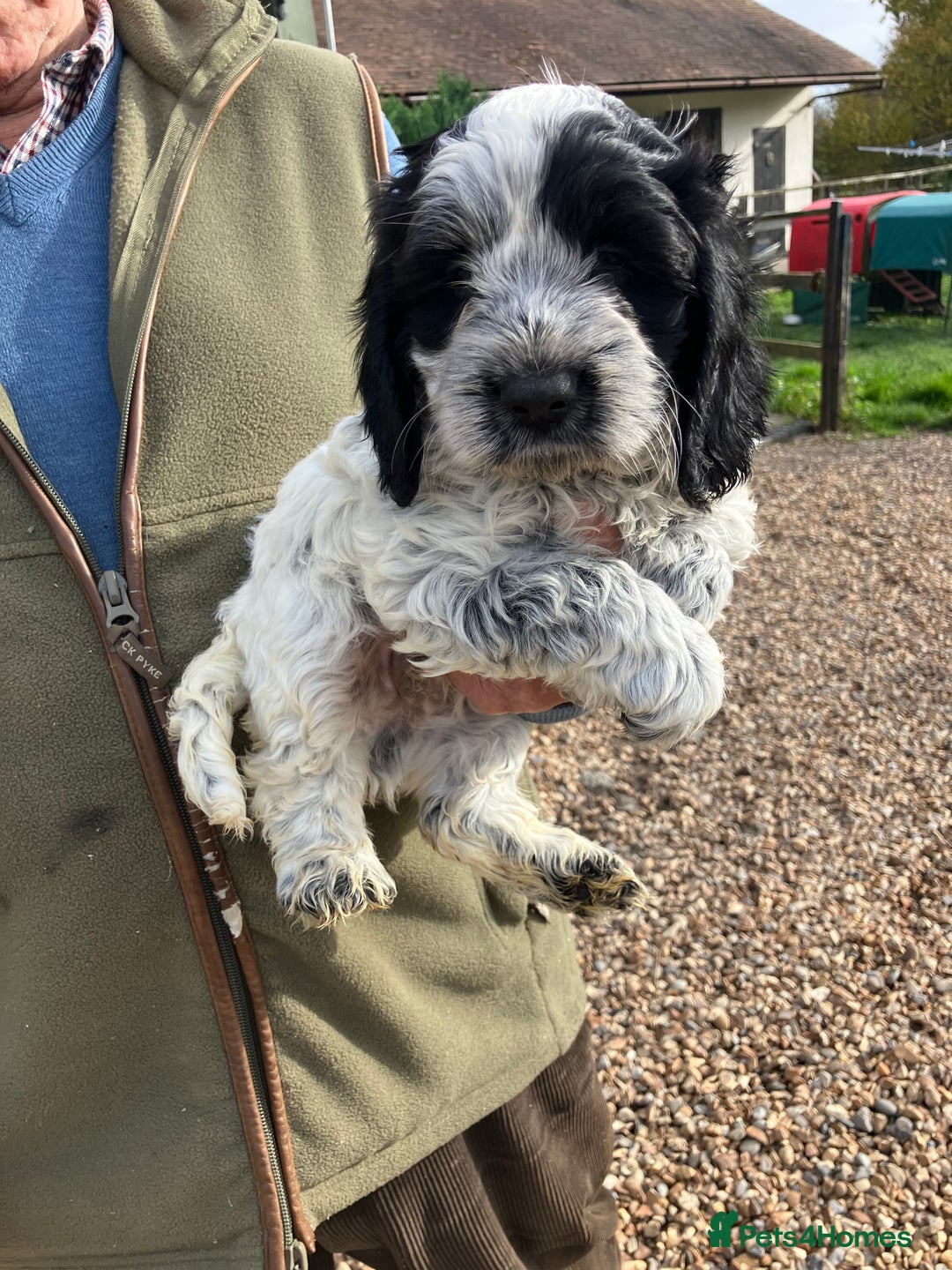 Cockapoo dogs for sale: Cockapoo pups for sale  - Image 5