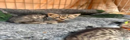 Mixed Breed cats for sale: Beautiful Bengal X kittens for sale  - Advert 12