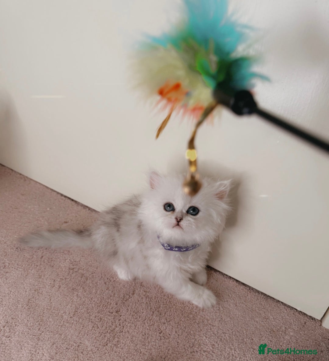 Persian cats for sale: Rare Persian Kittens🤍Only 1 Left - Image 10