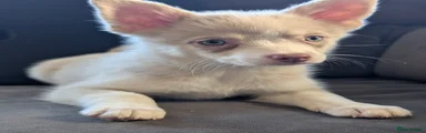 exceedingly rare Pomsky Puppy 3 lilac Merle