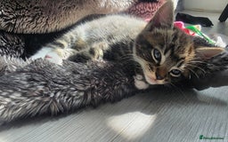 Mixed Breed cats for sale: Three lovely kittens are looking for forever home - Image 14
