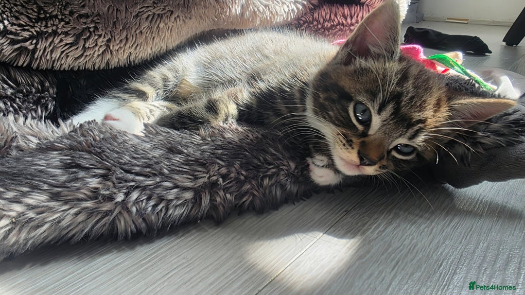 Mixed Breed cats for sale: Three lovely kittens are looking for forever home - Image 14