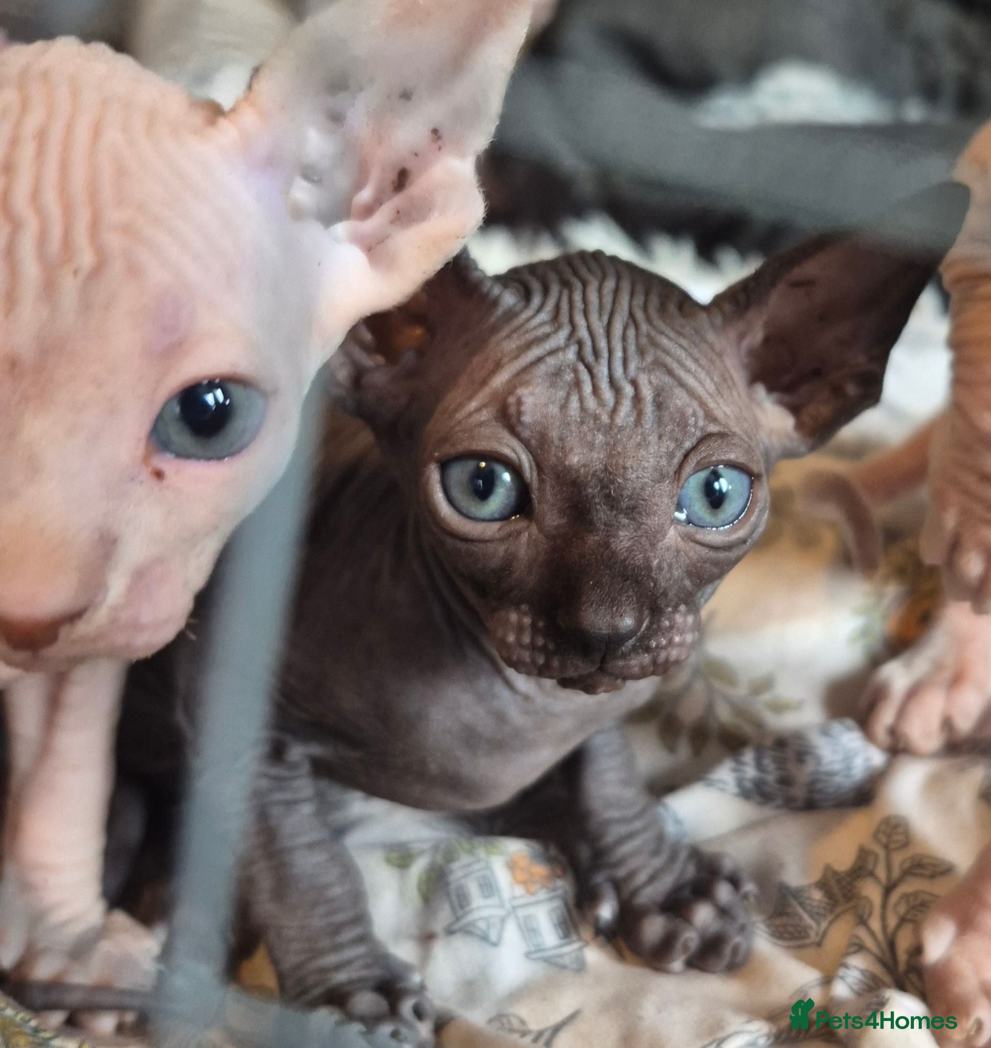 Sphynx cats Gorgeous Sphynx Kittens for sale - Advert 10