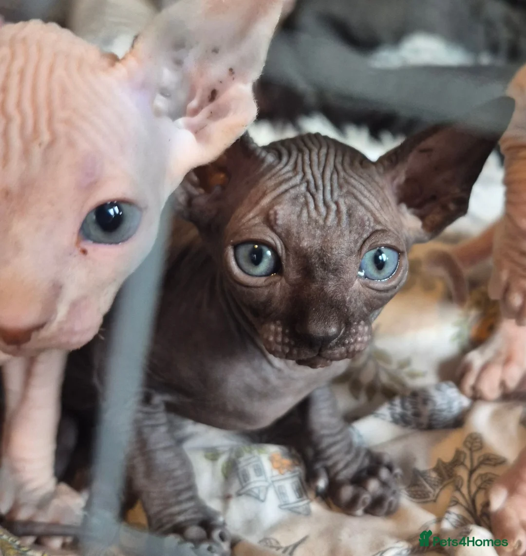 Sphynx cats for sale: Gorgeous Sphynx Kittens for sale - Advert 1