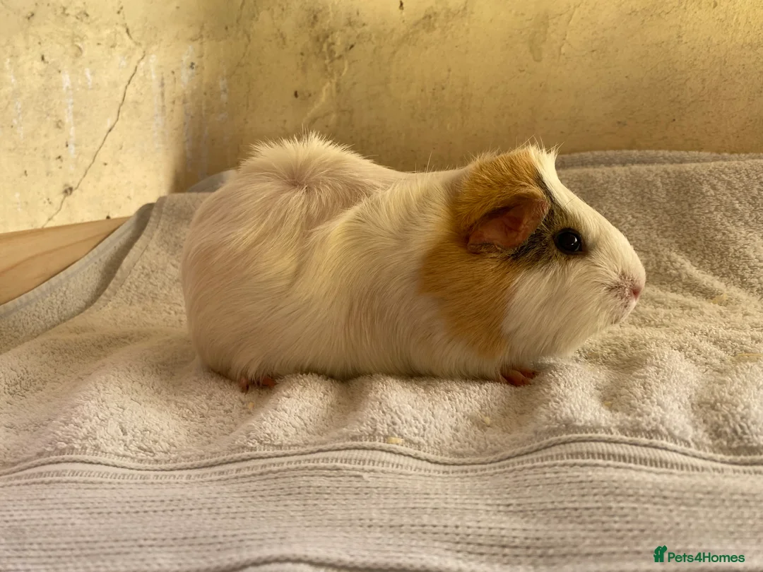 Guinea Pig rodents for sale: Guinea pig sows available  - Advert 4
