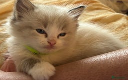 Ragdoll cats for sale: 😻 2 GORGEOUS RAGDOLL KITTENS 😻 - Image 13