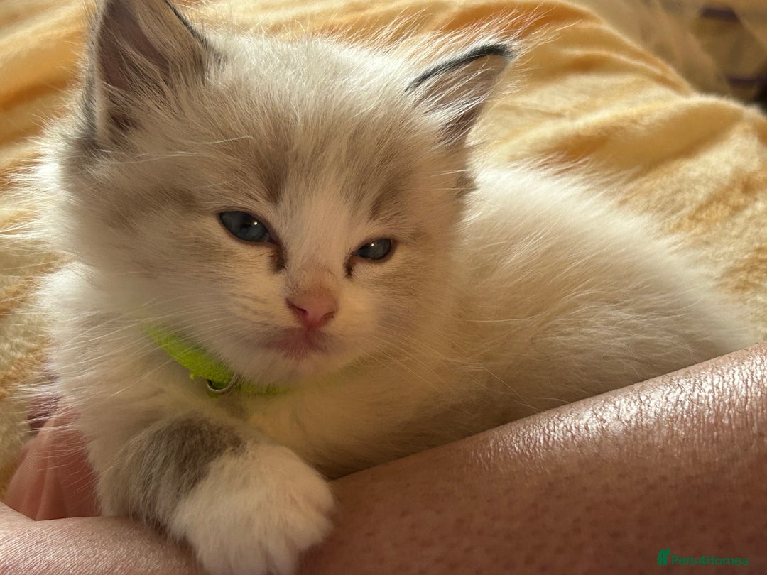 Ragdoll cats for sale: 😻 2 GORGEOUS RAGDOLL KITTENS 😻 - Image 13