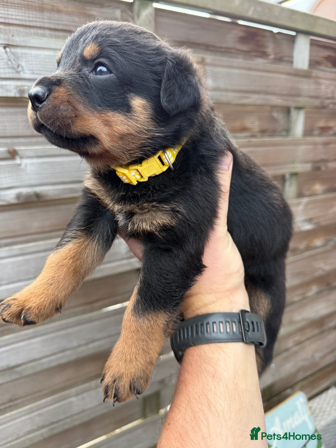 Curly Hair Rottweiler Puppy Rottweiler Puppies For Sale From Europe