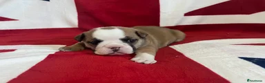 English Bulldog Girl Puppy 1