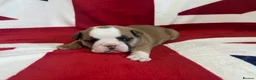 English Bulldog dogs for sale: 🏴󠁧󠁢󠁥󠁮󠁧󠁿 Best of British KC English Bulldogs in Ashington - Advert 10