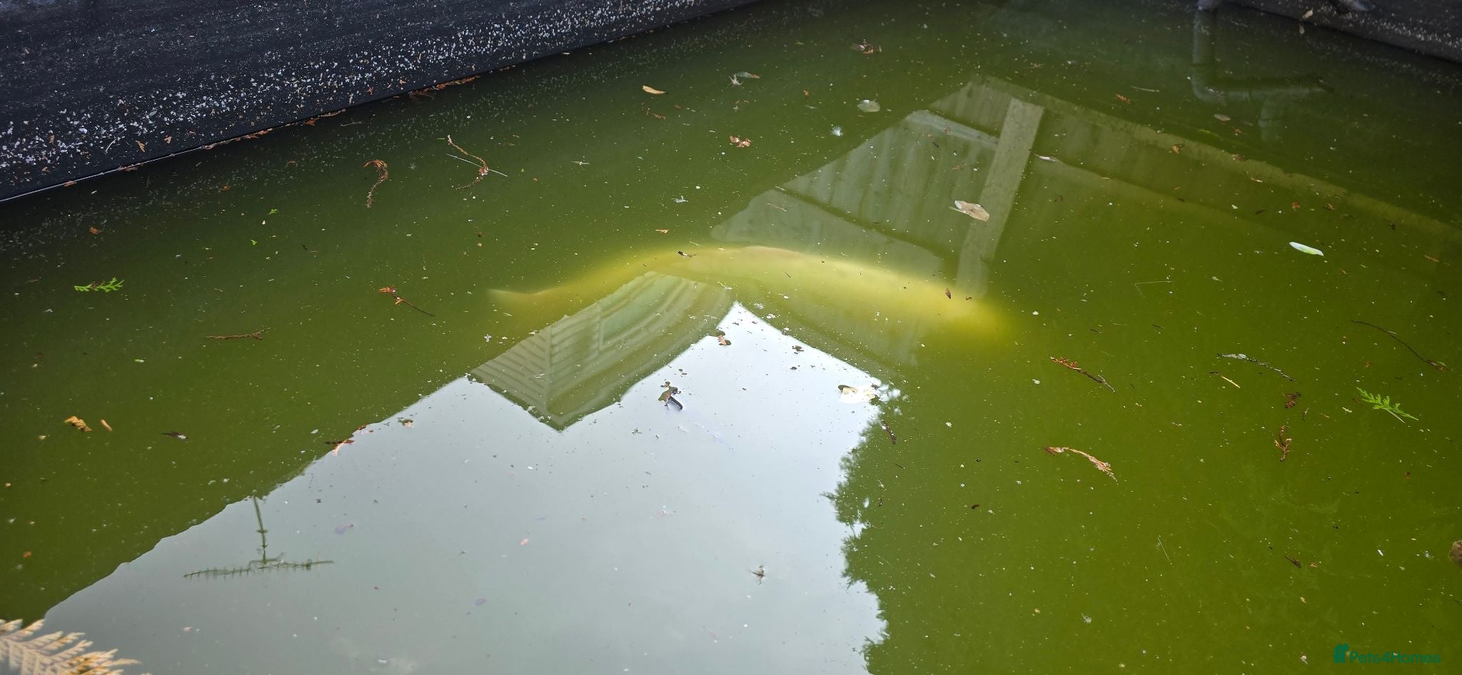 Pond Fish fish Fish Looking for a New Home! 🐠 - Advert 5