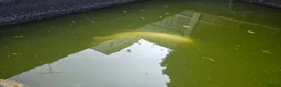 Pond Fish fish for sale: Fish Looking for a New Home! 🐠 - Advert 1