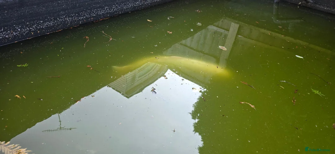 Pond Fish fish for sale: Fish Looking for a New Home! 🐠 - Advert 1