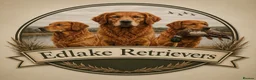 Golden Retriever dogs for sale: Outstanding litter of beautiful health tested pups - Advert 9