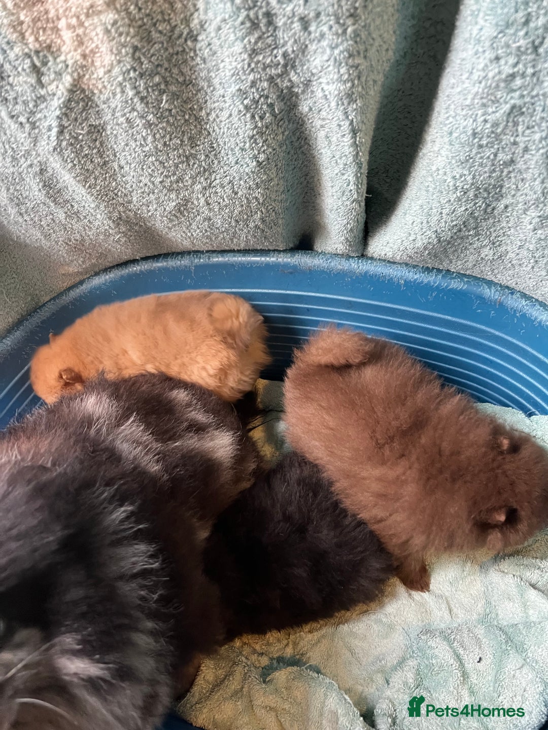 Pomeranian dogs for sale: 3 little Pom-bear pups  - Advert 9