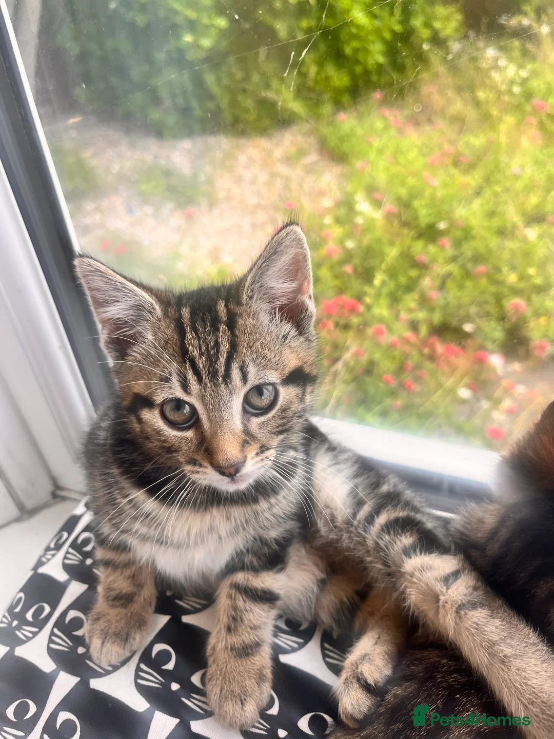 Mixed Breed cats for sale: 4 boy kittens and 1 girls  - Advert 2