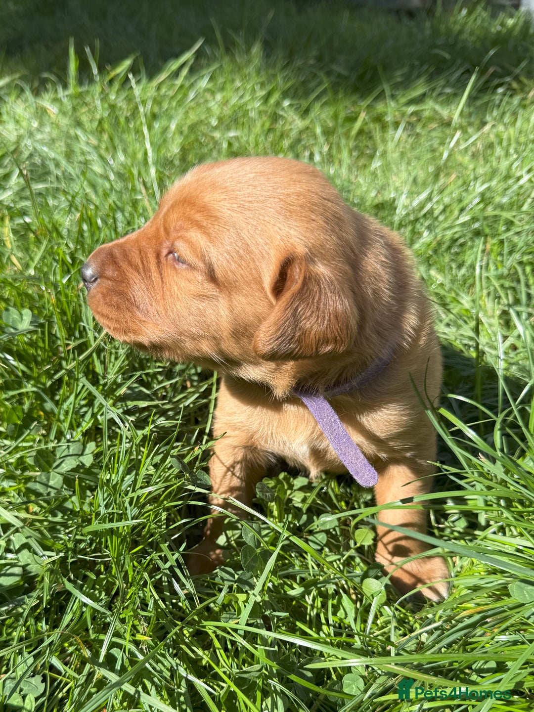 Labrador Retriever dogs for sale: Fox Red Puppies for Sale - Image 7