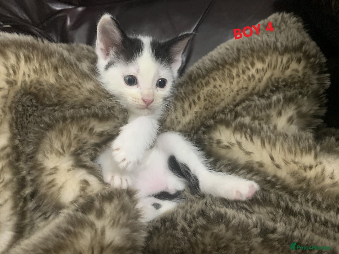 Mixed Breed cats for sale: 6 X BEAUTIFUL MIXED BREED KITTENS BORN 23.08.2025  - Image 13
