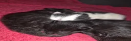 Mixed Breed cats for sale: 4 beautiful kittens (unsure of sex currently)  in Boston - Advert 17