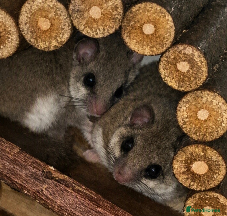 Mouse rodents 2 female African Pygmy Dormouse Microsquirrels - Advert 9