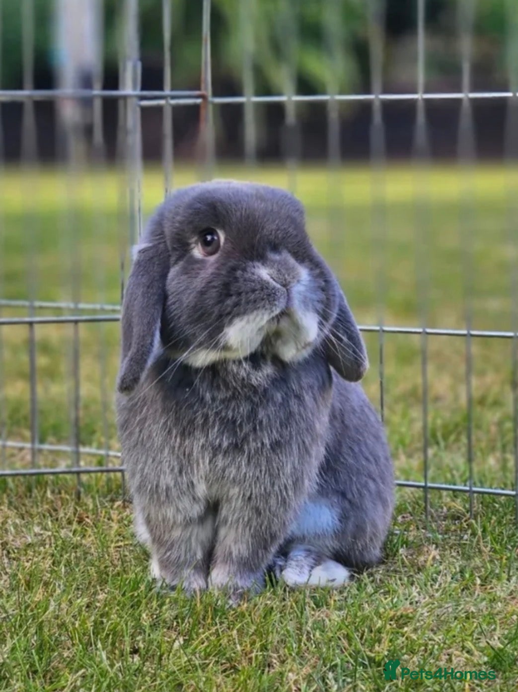 Mini Lop rabbits Pure bred mini lop rabbits  - Advert 2