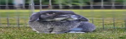 Mini Lop rabbits for sale: Pure bred mini lop rabbits  - Advert 4