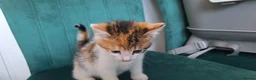 British Shorthair cats for sale: 4 Beautiful kittens for sale. in Redditch - Advert 6