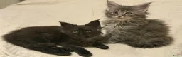 Maine Coon cats for sale: 👑Royal MaineCoon Girls TICA Champion Bloodline!👑 - Advert 11