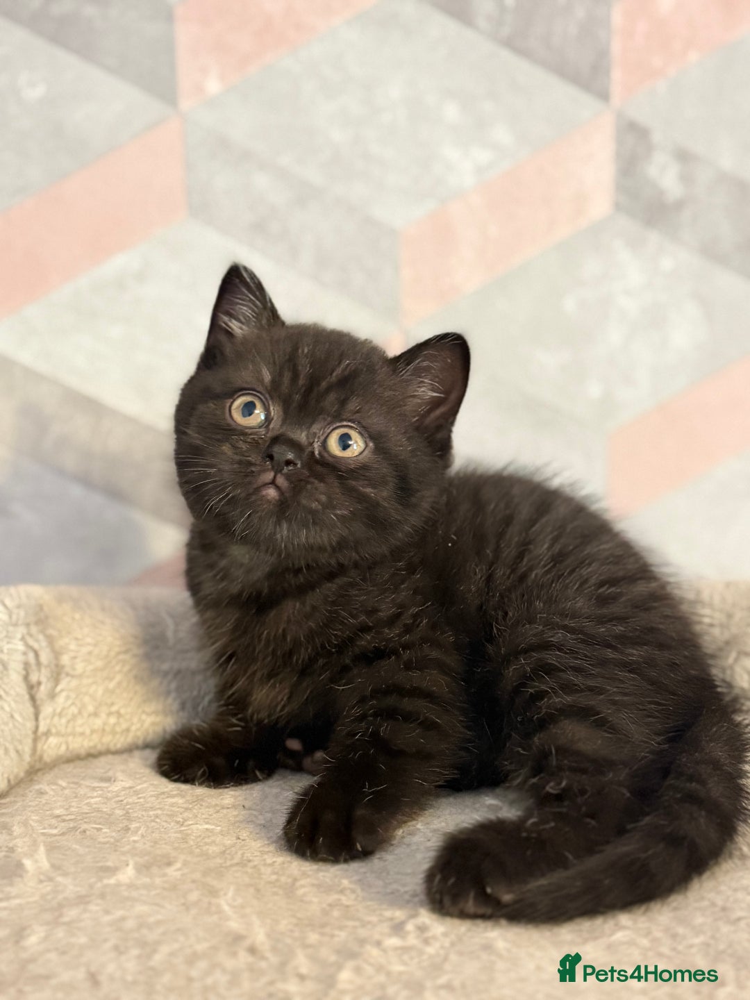 British Shorthair cats for sale: Champion Line British Shorthair Kittens - Image 15