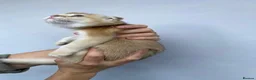 Scottish Fold cats for sale:  PUREBRED SCOTTISH FOLD GOLDEN CHINCHILLA KITTENS  - Advert 13