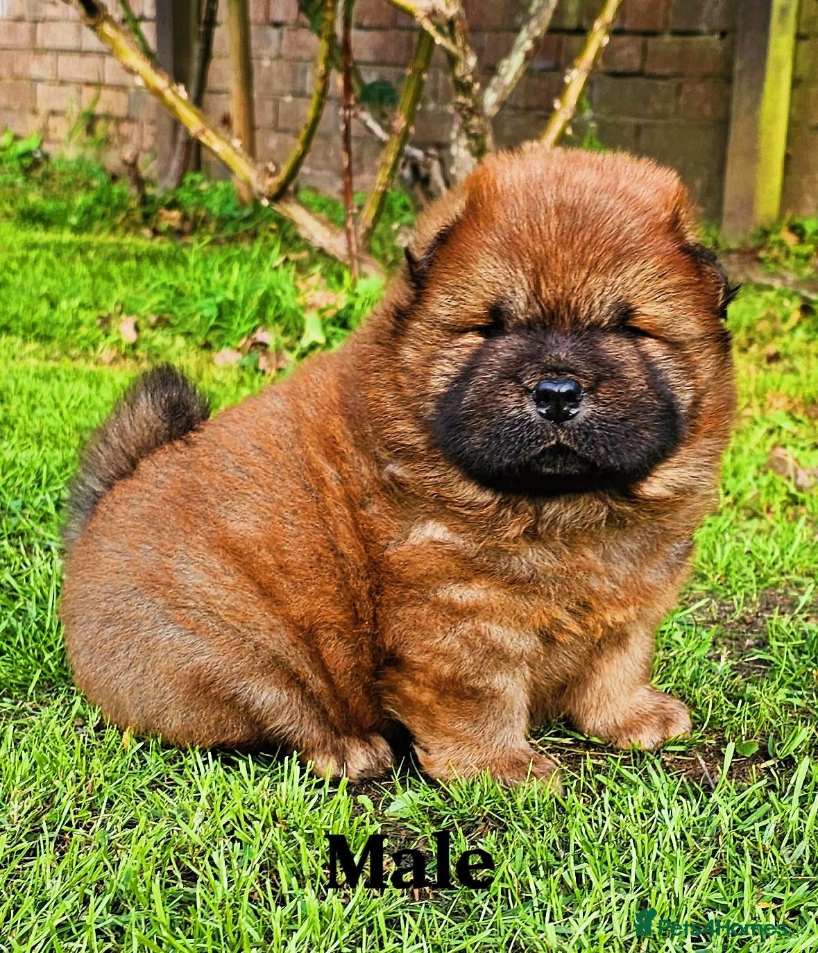 Chow Chow dogs for sale: International Champion bloodline litter  - Advert 2