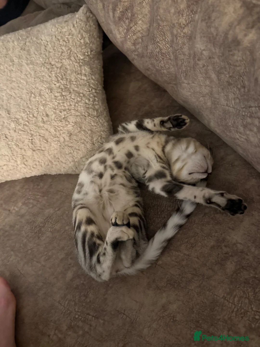 Bengal cats for sale: 8 month old Bengal female kitten for sale in Southampton - Advert 4