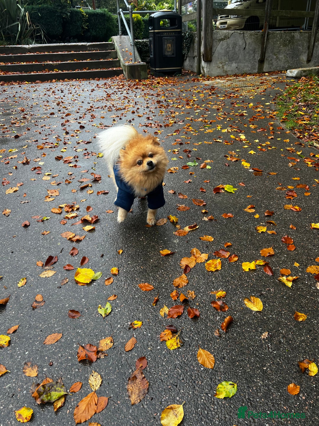 Pomeranian dogs for stud: ✨ Stunning KC Pomeranian available for stud ✨ - Advert 5