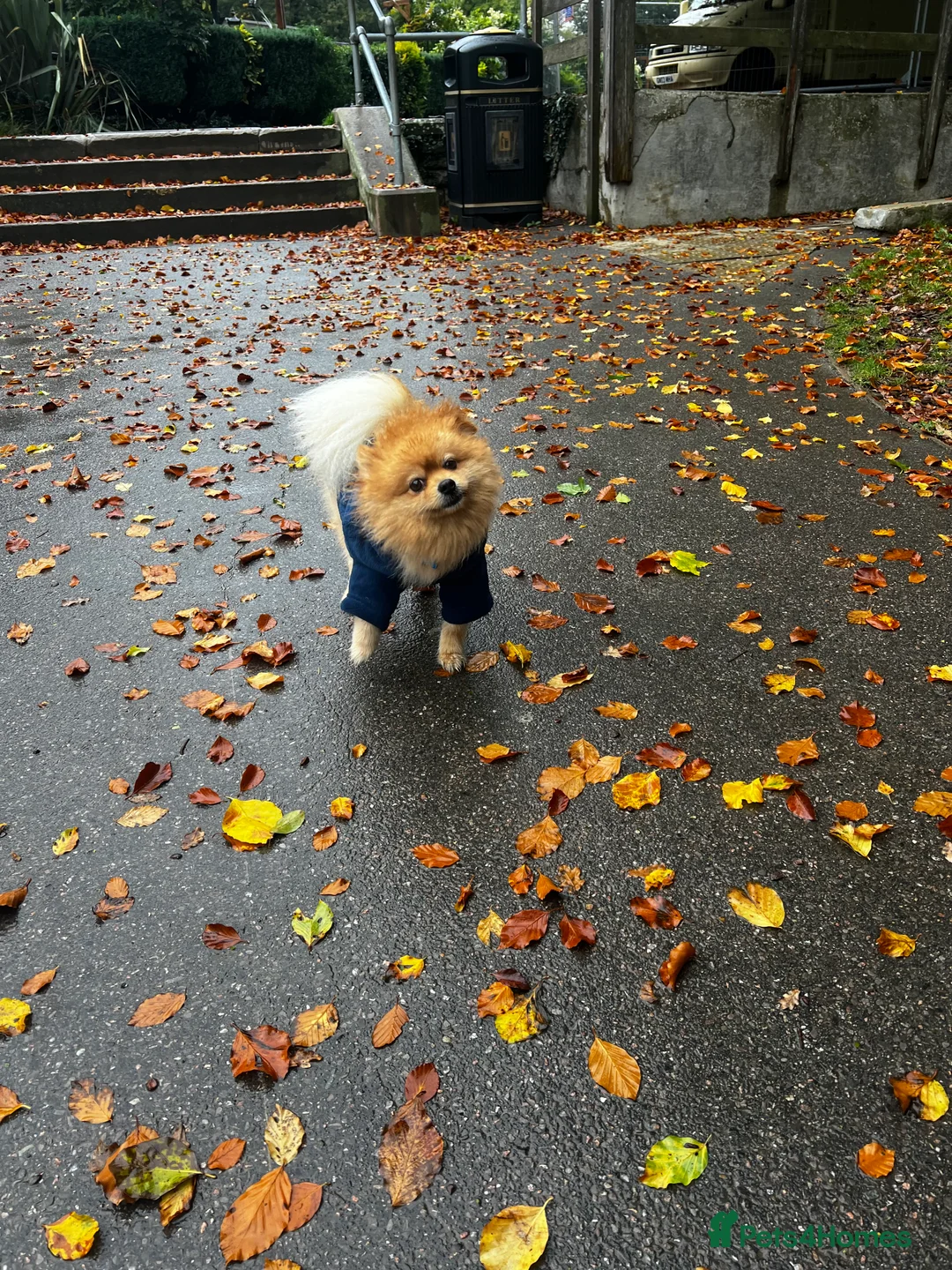 Pomeranian dogs for stud: ✨ Stunning KC Pomeranian available for stud ✨ - Advert 5