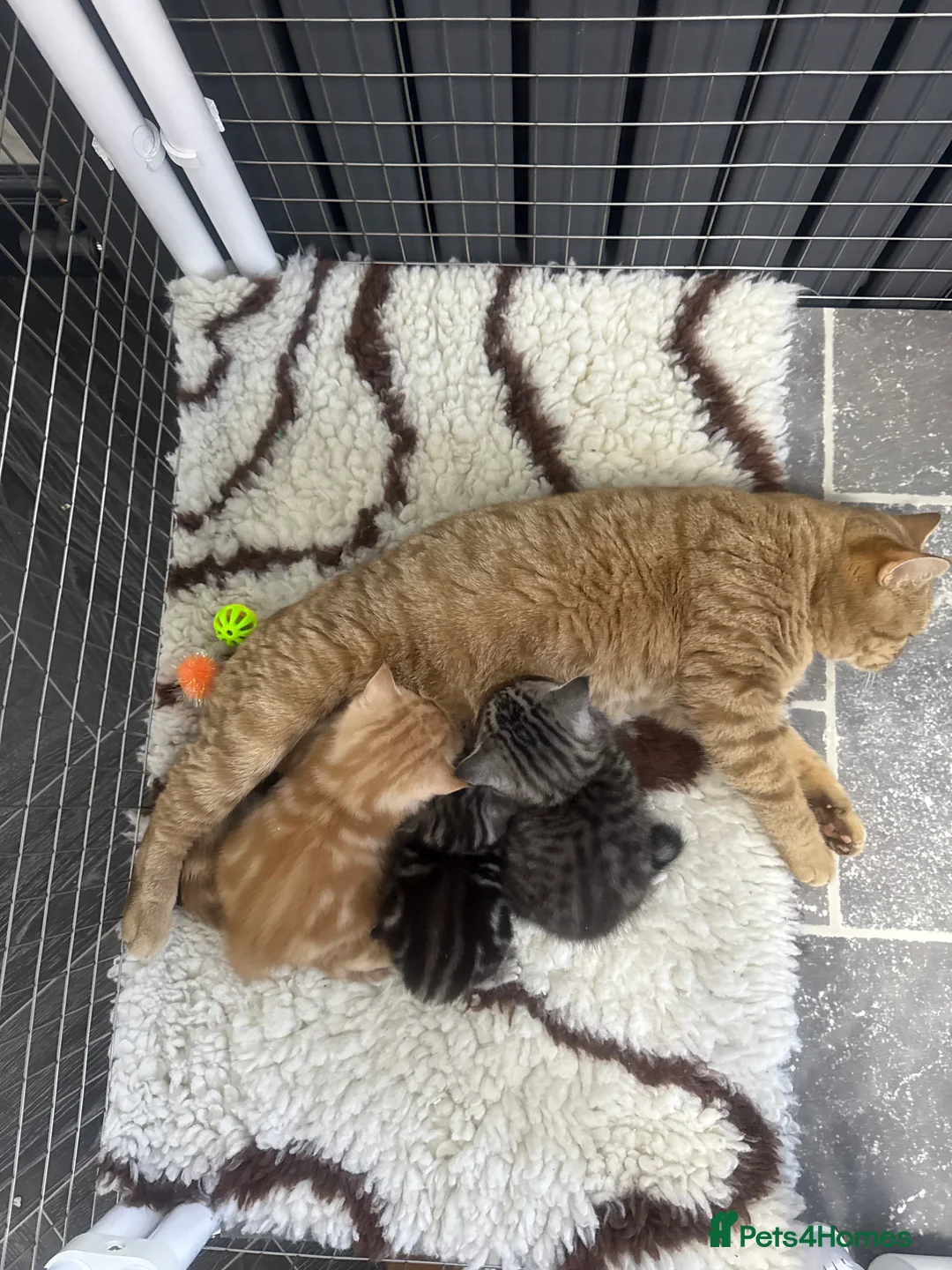 Brazilian Shorthair cats for sale: British shorthair  - Advert 1