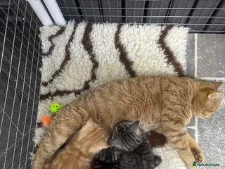 Brazilian Shorthair cats British shorthair - Advert 10