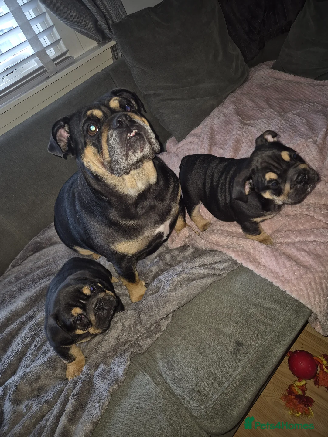 English Bulldog dogs for sale: 2 Gorgeous Black & Tan Girls - Advert 2