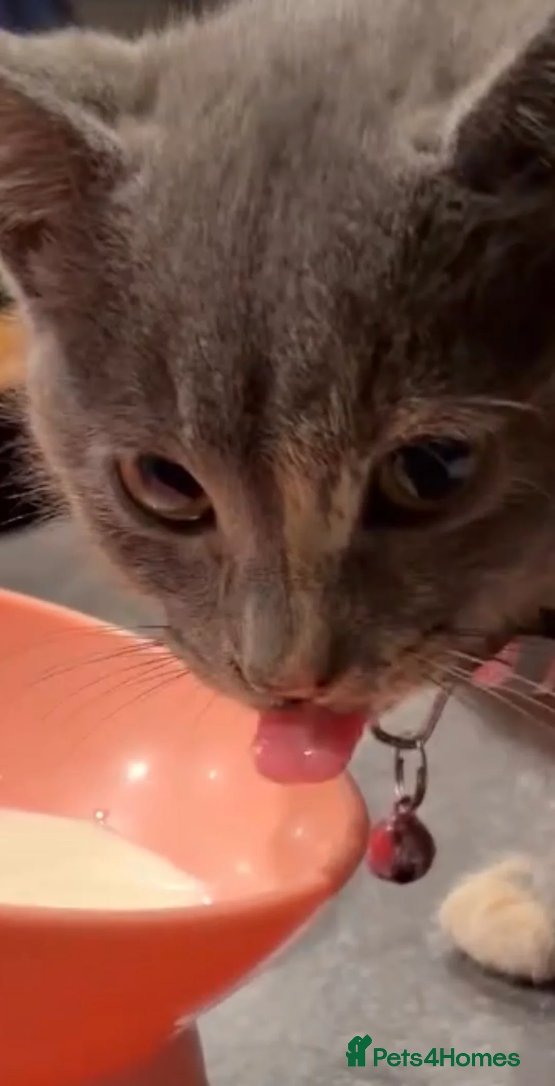 Mixed Breed cats for sale: CUTE GREY KITTEN FOR SALE !!  - Advert 6