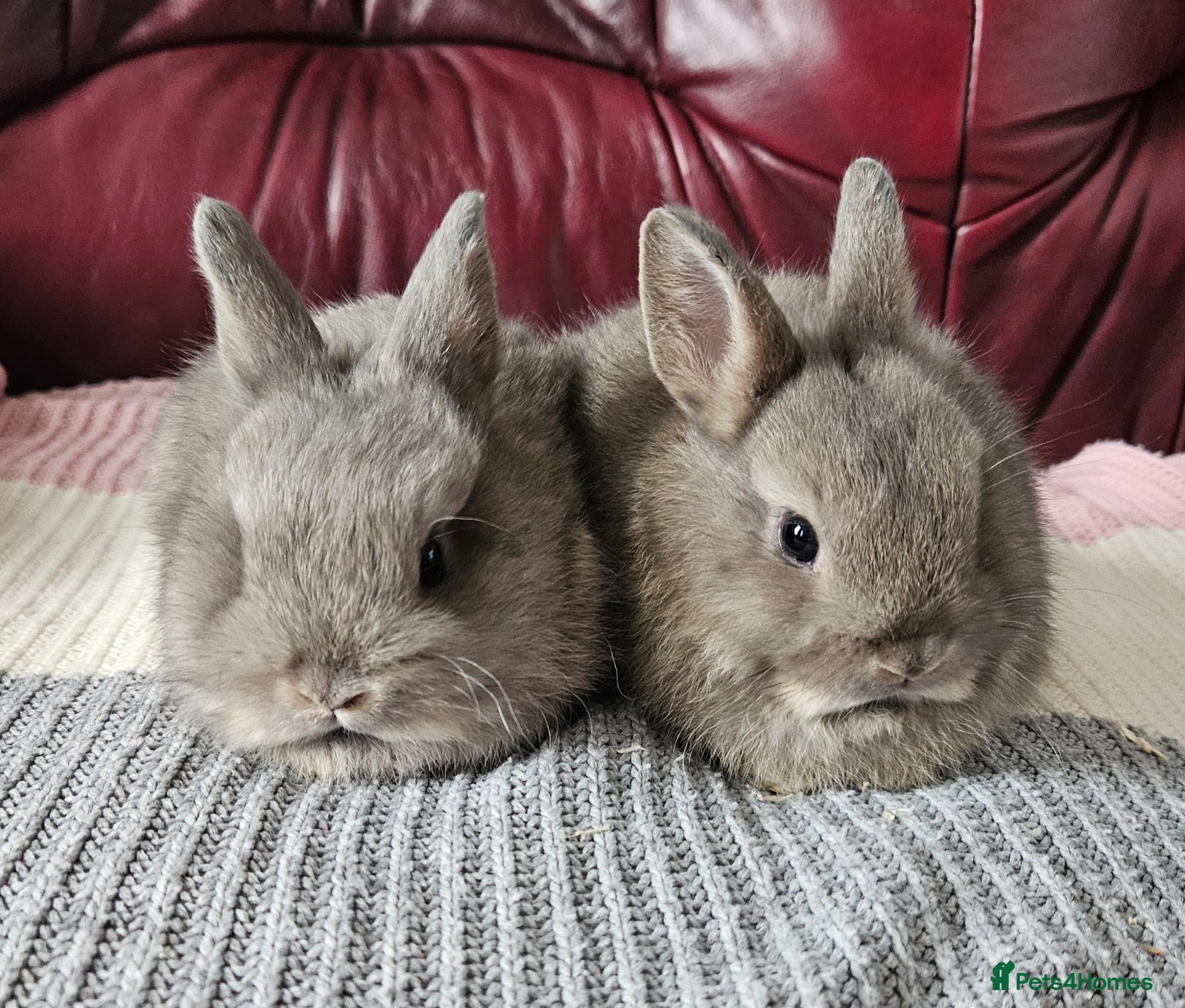 Netherland Dwarf rabbits  5 week old Netherland Dwarf  - Advert 18