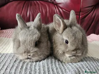 Netherland Dwarf rabbits 5 week old Netherland Dwarf - Advert 18