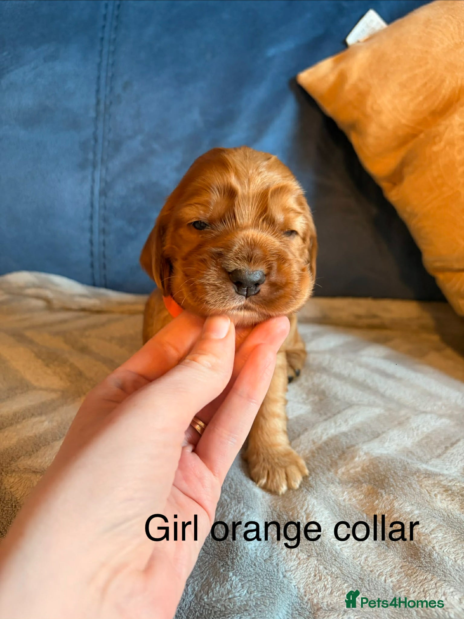 Cocker Spaniel dogs litter of 6 show cocker spaniel puppies  - Advert 2