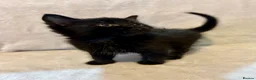 Mixed Breed cats for sale: 4 adorable kittens to go to a loving new home  - Advert 5