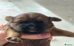 Shihpoo dogs for sale: Shipoo Pups - Image 8
