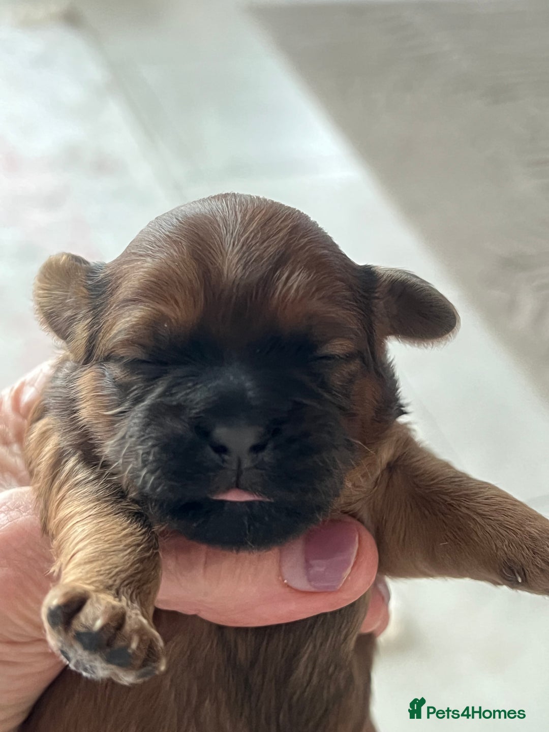 Shihpoo dogs for sale: Shipoo Pups - Image 8