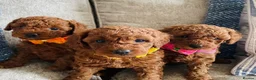 Cavapoochon dogs for sale: DNA Tested Hypoallergenic Cavapoochon F1BB Babies  - Advert 10