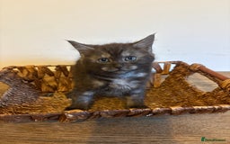 Maine Coon cats for sale: 🐾 Russian Maine Coon Kittens – TICA Registered 🐾 - Image 36